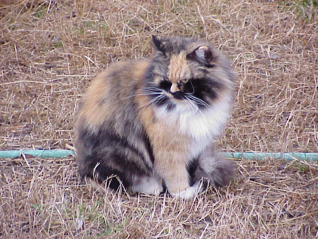 bijou.jpg